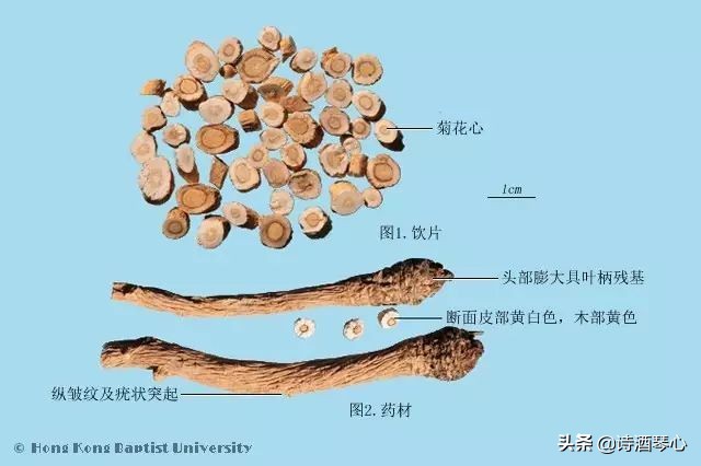板蓝根有抗病毒作用吗,板蓝根和抗病毒口服液