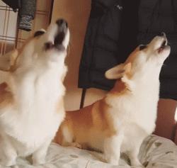 成都市最新养犬处罚规定,养狗条例出台禁养犬如何处理