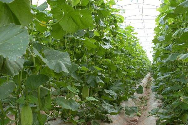 现在种植大棚蔬菜的前景,种植大棚菜风险大吗