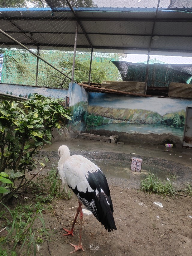 成都动物园免费预约,成都动物园视频全景