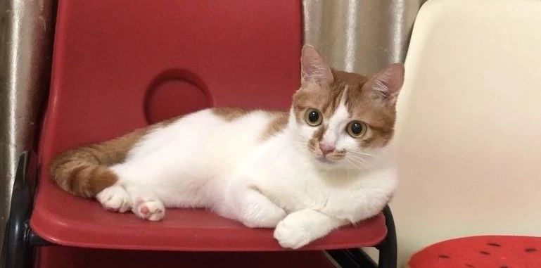 小奶猫喝了羊奶拉稀怎么办,奶猫喝凉牛奶会拉稀吗