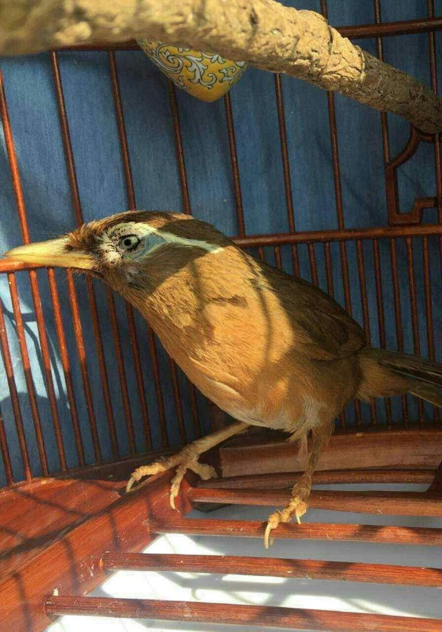 怎样识别一只画眉鸟的品种,一只好的画眉鸟怎样选图片