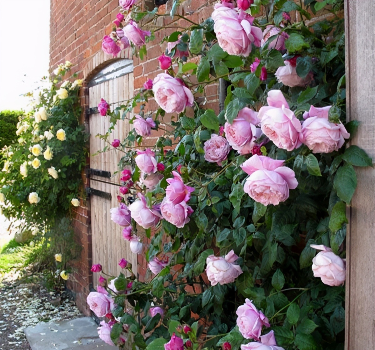 李子柒的院子都种的啥,李子柒推荐的三种花