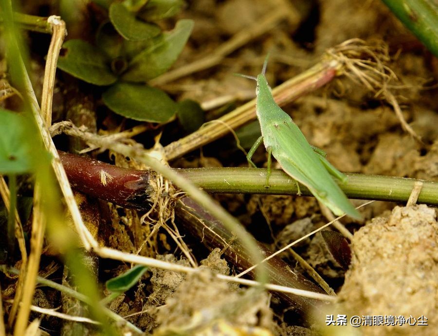 十大常见昆虫农村常见的20种昆虫,10种在家里可以找到的可怕昆虫