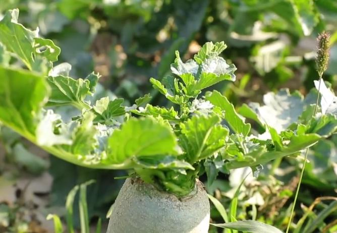 萝卜病害防治对照图谱,萝卜病虫害防治打什么药