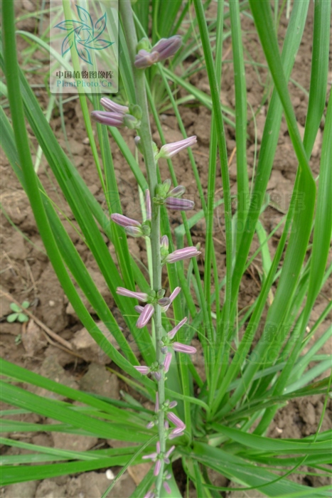 藁本神农本草经,神农本草经葛根原文