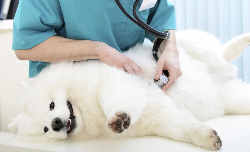 狗狗子宫蓄脓引发的假孕症状,怎么分辨狗狗是真怀孕还是假怀孕