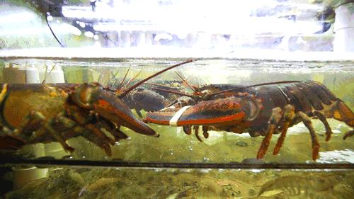 汕尾吃海鲜的正确方式,汕尾人吃海鲜