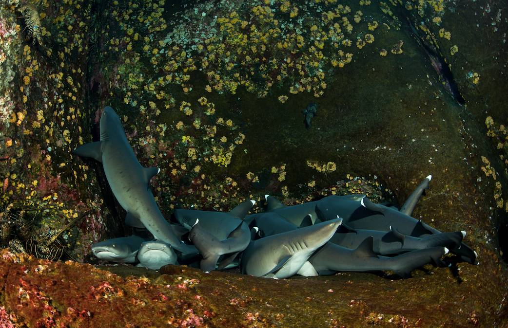 如果见过鲨鱼的家，你还会不会吃鱼翅？