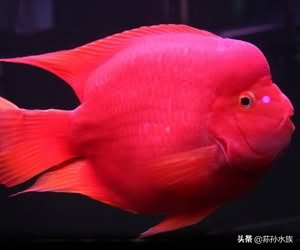养鱼风水学：血鹦鹉饲养及摆放