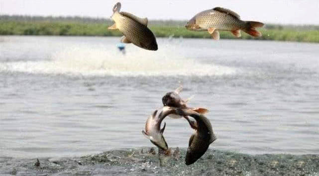 滑鱼为什么不开口,同样的饵料钓滑鱼为什么不开口