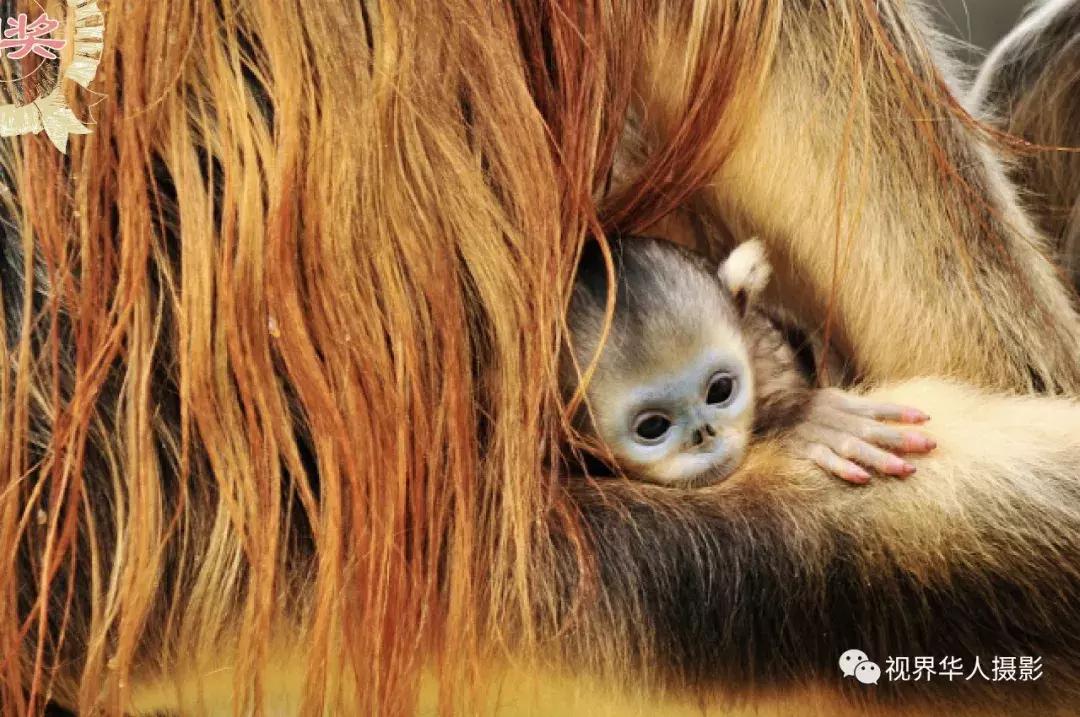 大美中国主题摄影作品征集启事,第五届华人摄影展入选名单