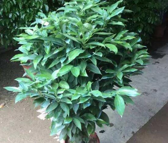 平安树的常见病害,平安树的各种病害图片