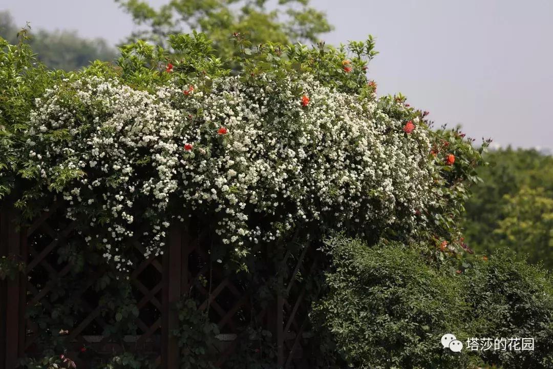 玫瑰和月季和蔷薇的区别图解,月季玫瑰蔷薇芍药牡丹的区别