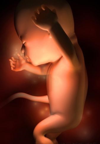 胎儿发育全过程标本,是否能看到胎儿的发育过程