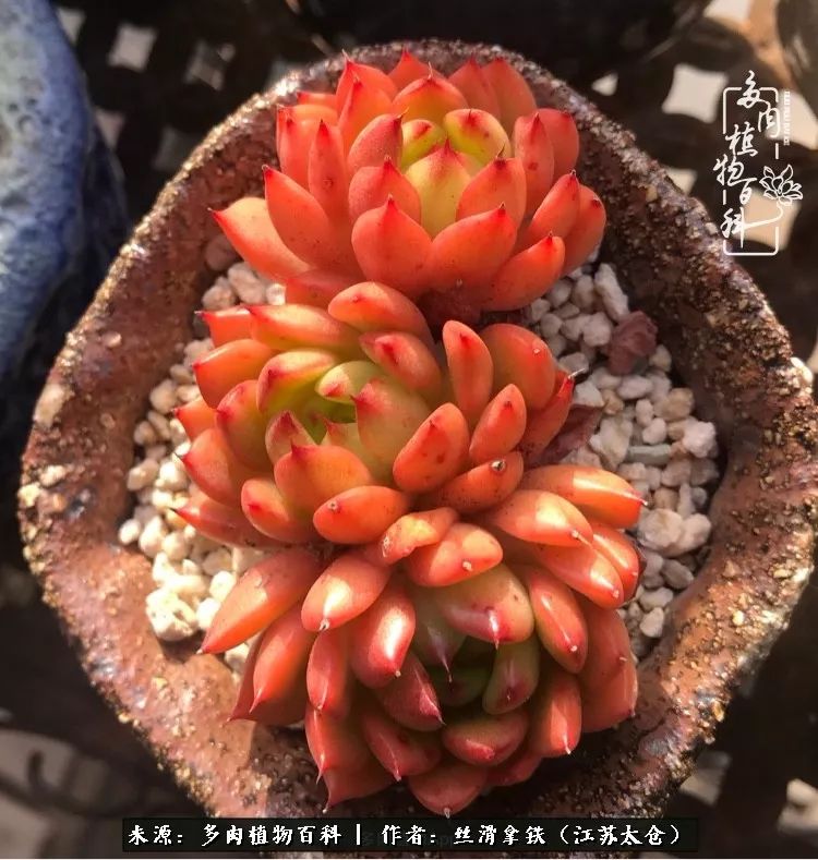 秋叶将落,秋叶即将落下你依然美丽