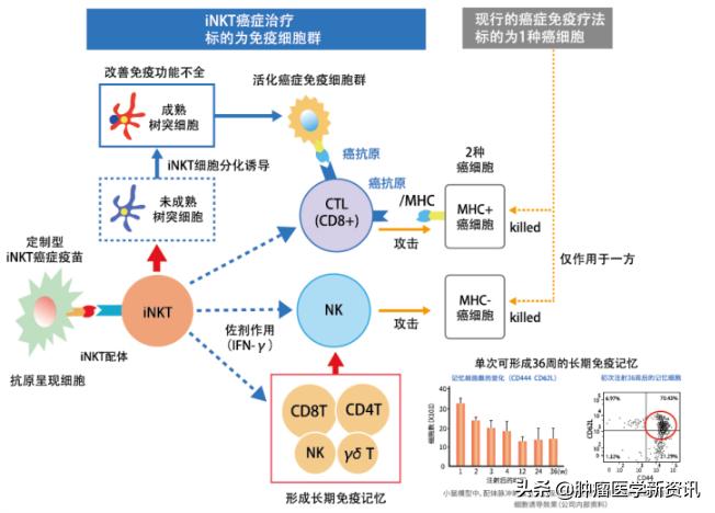 癌症就真的无法自愈了吗,癌症免疫疗法适用所有癌症患者吗