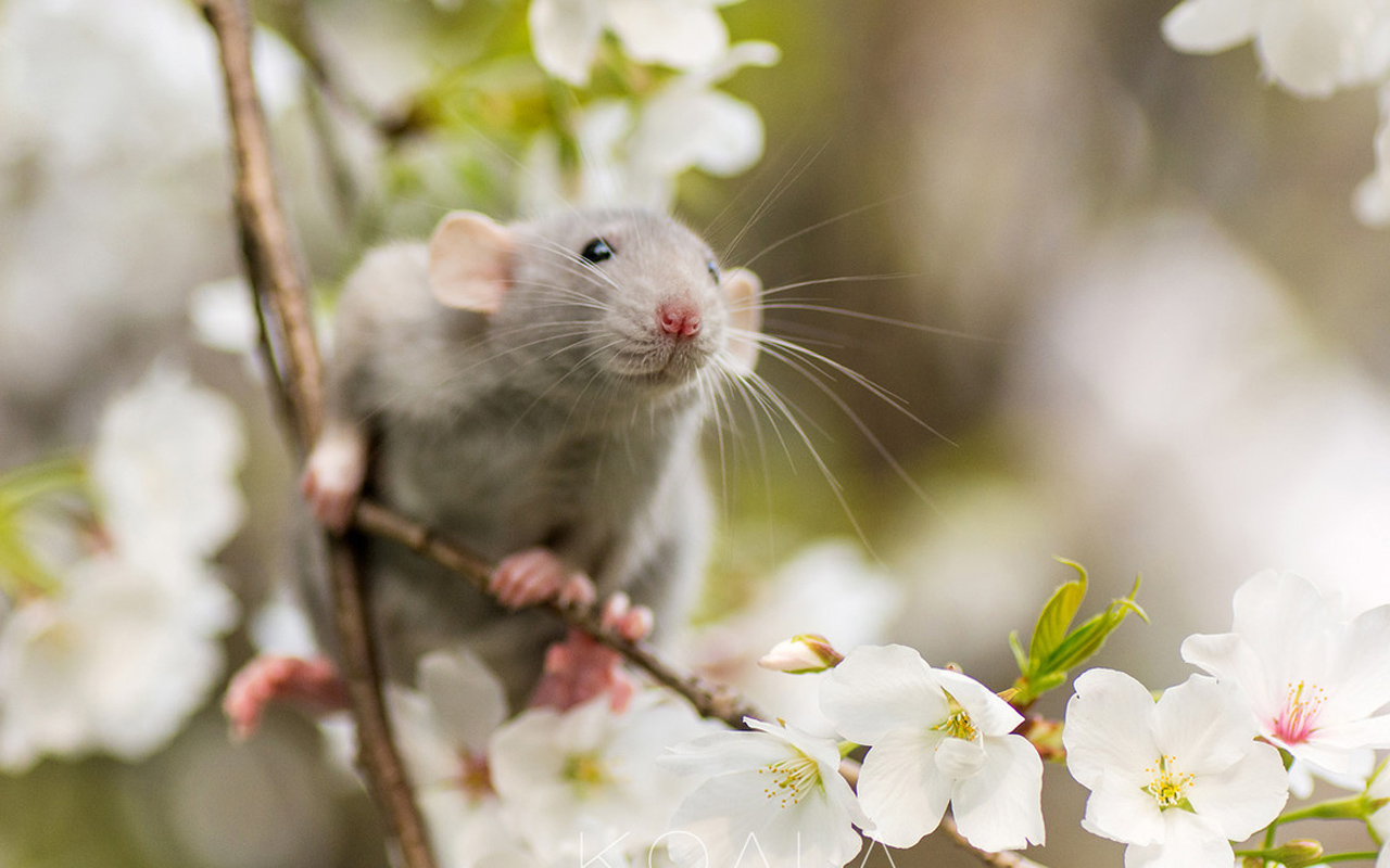 盘点最适合懒人养的小宠物排行榜,最适合家里养的小宠物干净好养