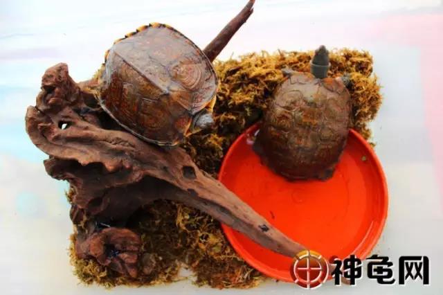 洪都拉斯木纹龟是保护动物吗,洪都拉斯木纹龟高背