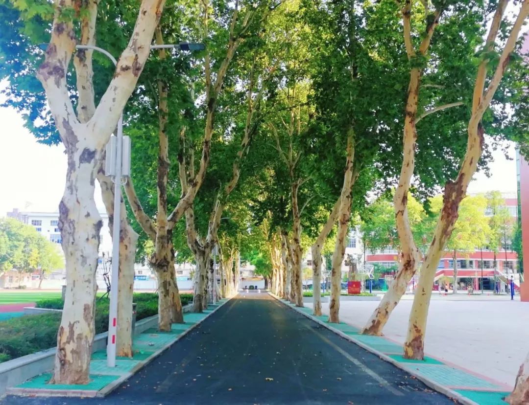 武汉市十大美丽中学,武汉十大美丽学校