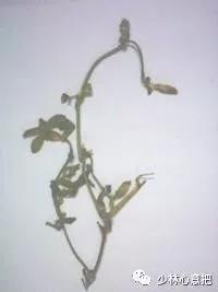 动物中药功效大全,中药药材大全及功效