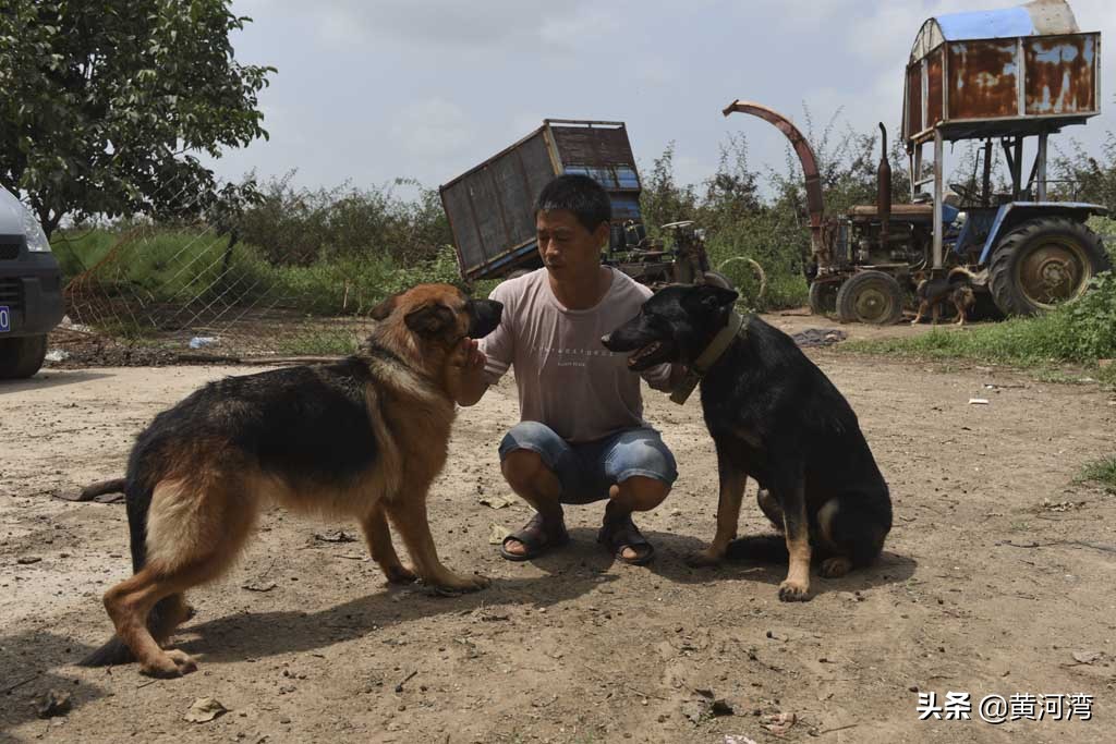 东德放羊狗出售,山西牧羊人养羊收入