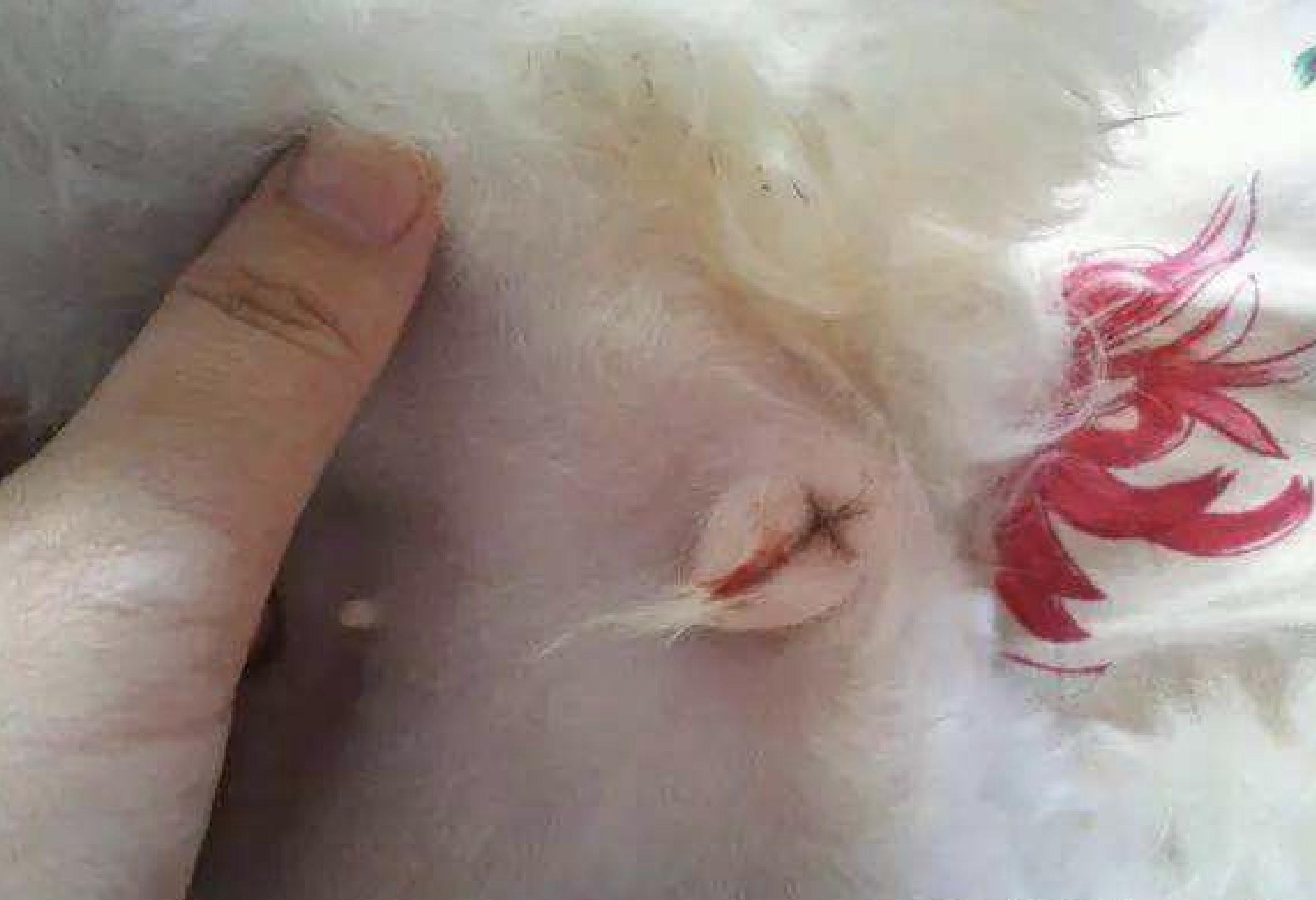 又到了动物繁殖的季节：狗狗发情期铲屎官需要知道的那些事