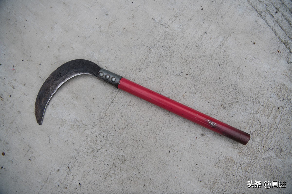 这种果子的果肉酷似一条虫子,野外发现一种奇怪的野果