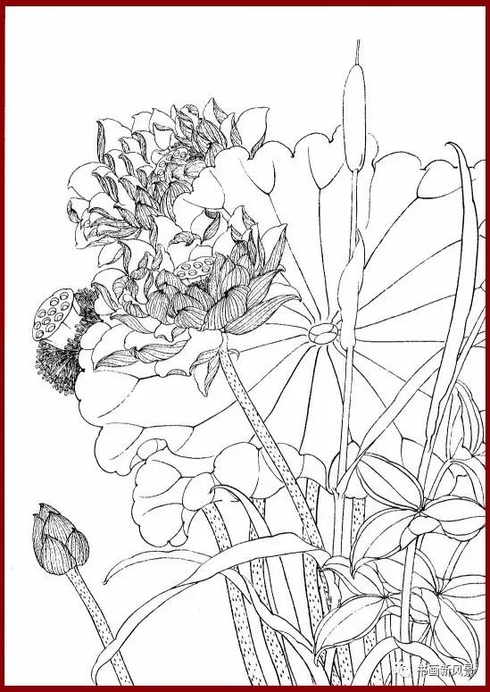 工笔白描简单荷花视频教程,工笔荷花的各种形态白描稿