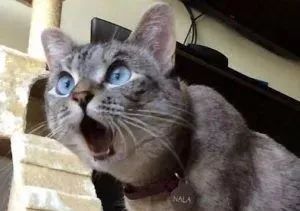 捡到猫咪的胡子,收集猫咪胡须会有好运嘛