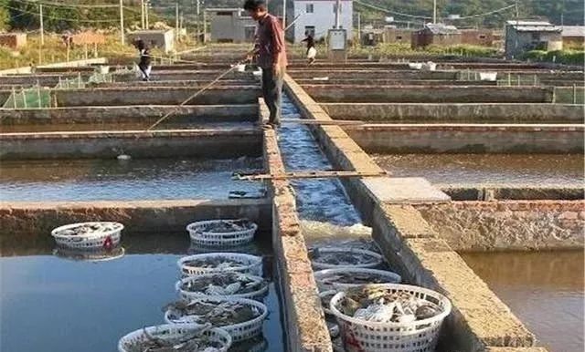 螃蟹的养殖方法和注意事项有哪些,螃蟹好养活排行榜