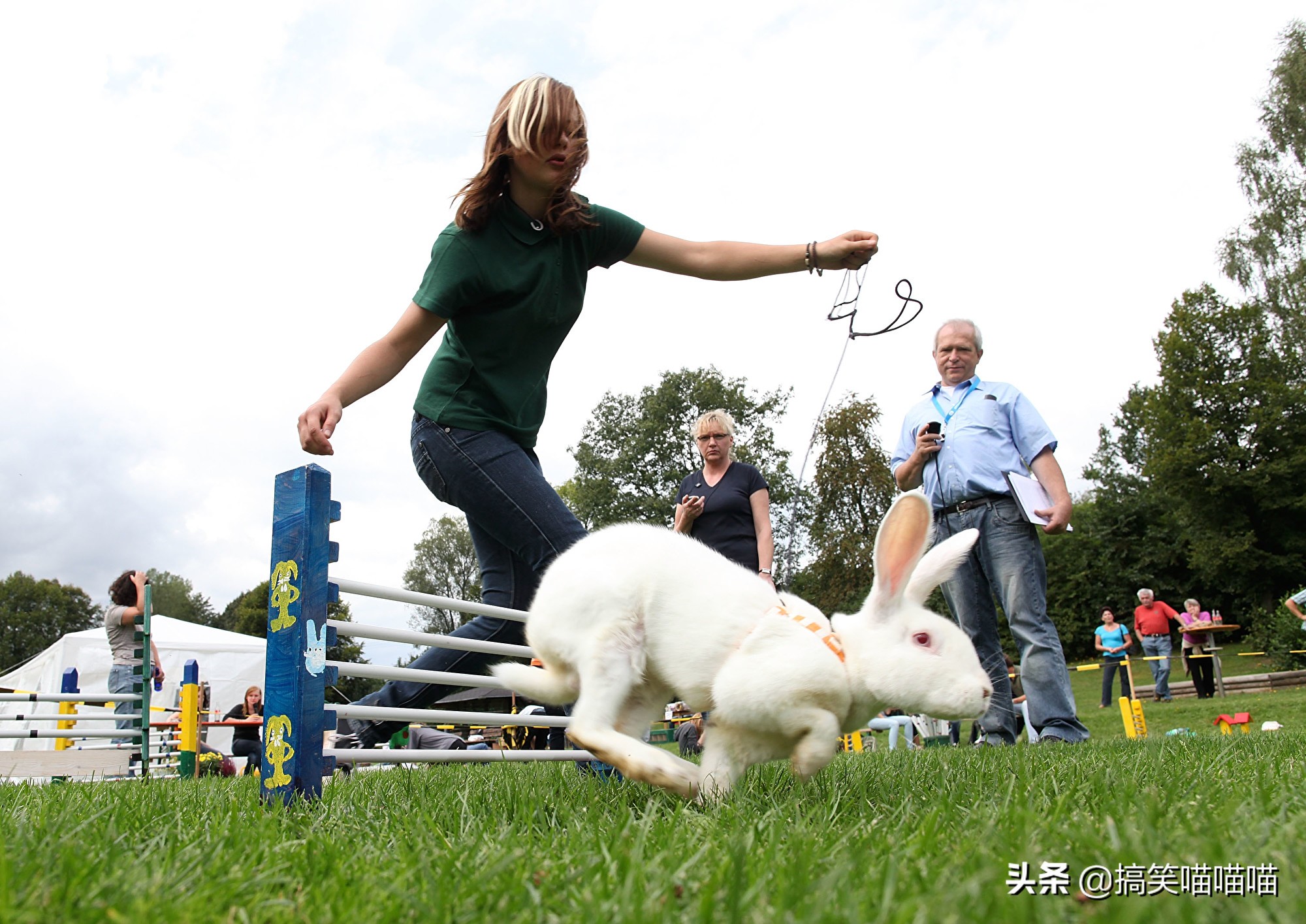 适合当宠物养的小动物,宠物可以给孩子带来什么好处
