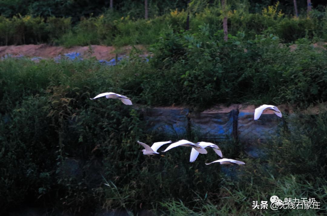 澶х編鏃犳瀬楂樻竻鐩存挱,澶х編鏃犳瀬