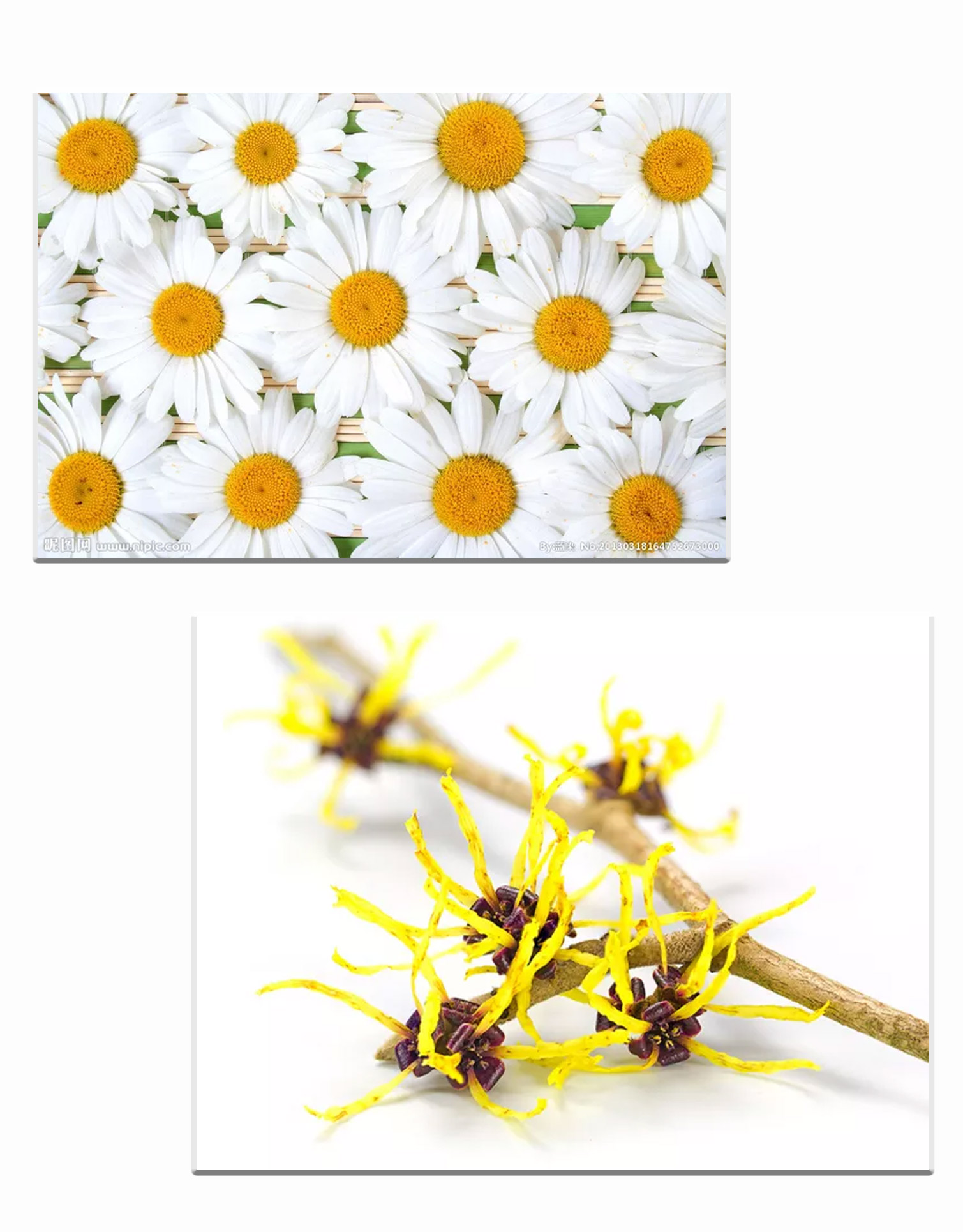 当你轻轻挤下一泵，感受到的却是成千多菊梅的绽放