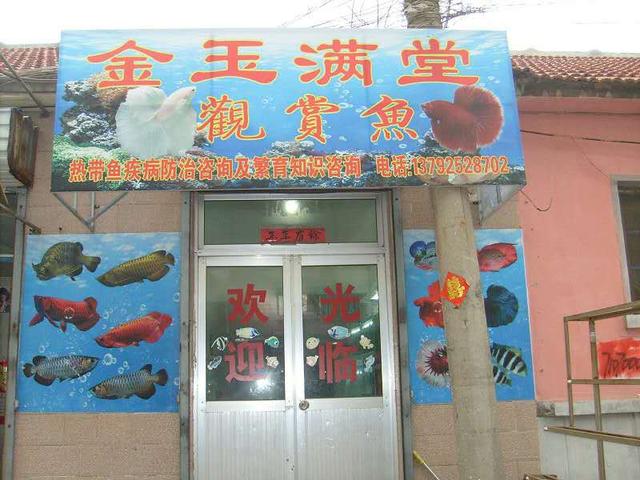 在实体店买的观赏鱼不给退吗,市场上卖的常见观赏鱼