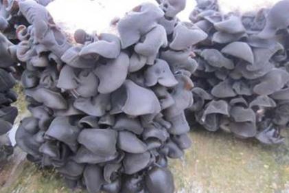 黑木耳打什么叶面肥能增产,黑木耳的种植技术