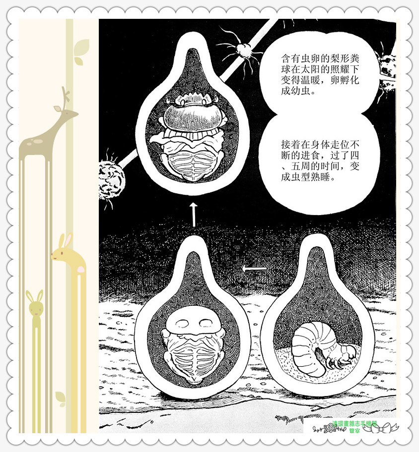 昆虫记法布尔动画片,昆虫记法布尔全套