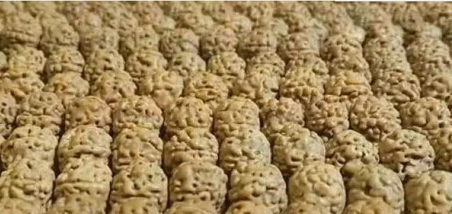 小金刚怎么选品种,如何挑选精品小金刚