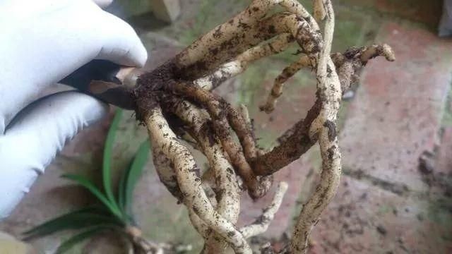 花儿烂根快速解决,花儿黑腐病