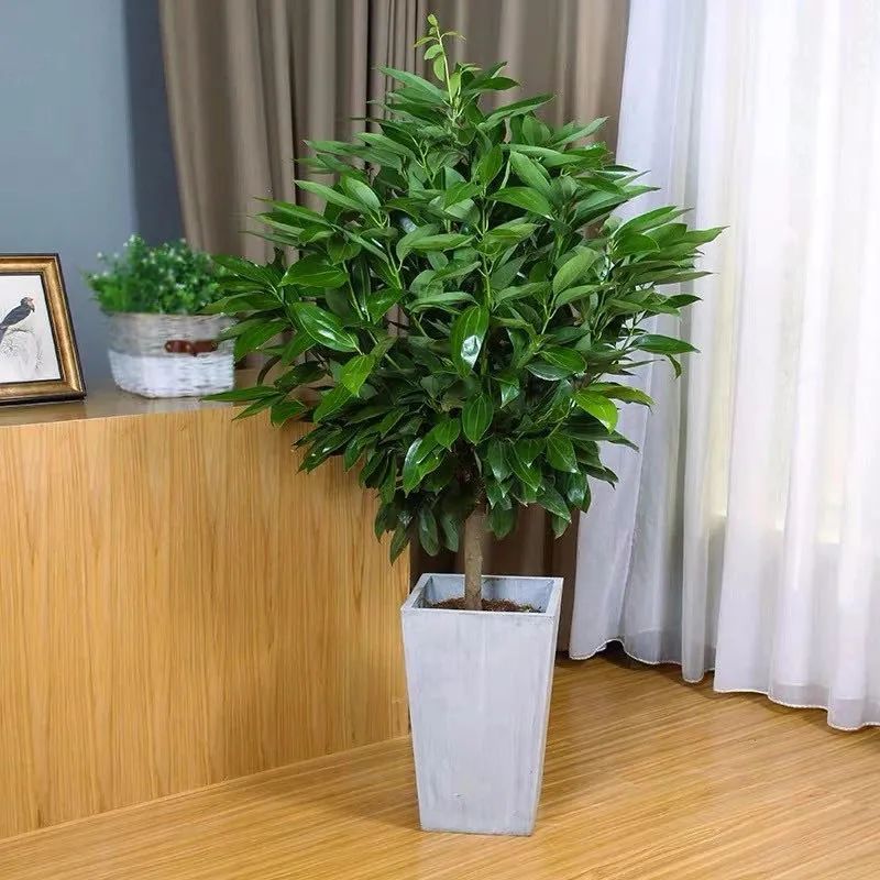 家中必养的五种花,家里养4种花高贵优雅一养就上瘾