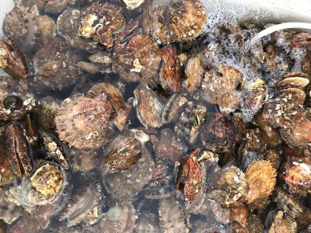 二月份威海海鲜价格,威海海鲜价格实时查询系统