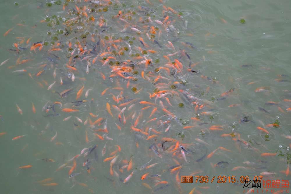 锦鲤苗成长,日本锦鲤水花苗成长