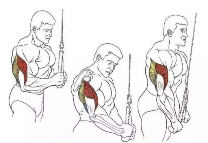 大臂三头肌怎么练,二头肌和麒麟臂怎么练