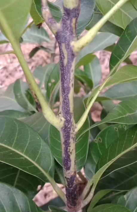 芒果角斑病用什么肥治,芒果角斑病要用什么药