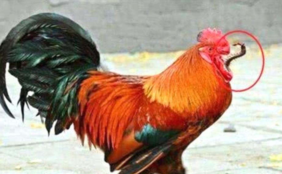 五毒之一的蜈蚣为什么怕公鸡,为什么五毒之一的蜈蚣会害怕公鸡