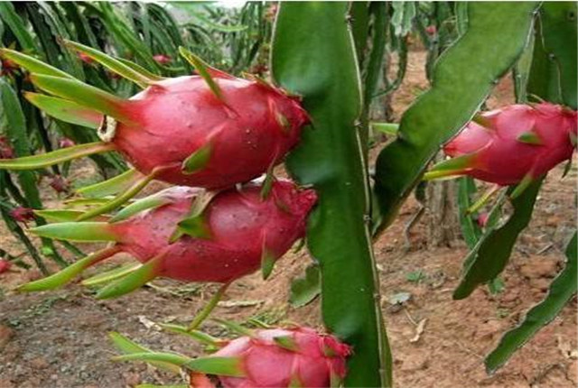红肉火龙果怎么种,红肉火龙果的种植方法