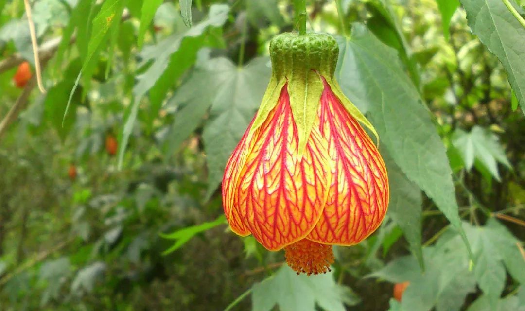 100种常见观叶植物图鉴史上最全,农村常见的100种植物