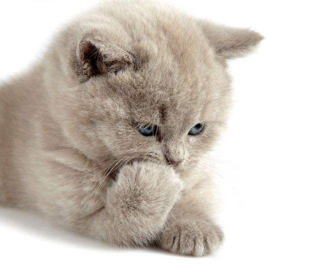 猫咪不爱喝水怎么办能喝羊奶吗,猫咪不爱喝水喝羊奶粉有用吗