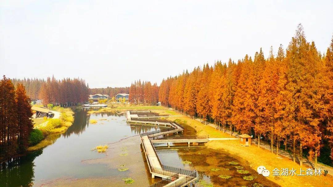 亲子游推荐地金湖水上森林景区,金湖水上森林景区攻略视频