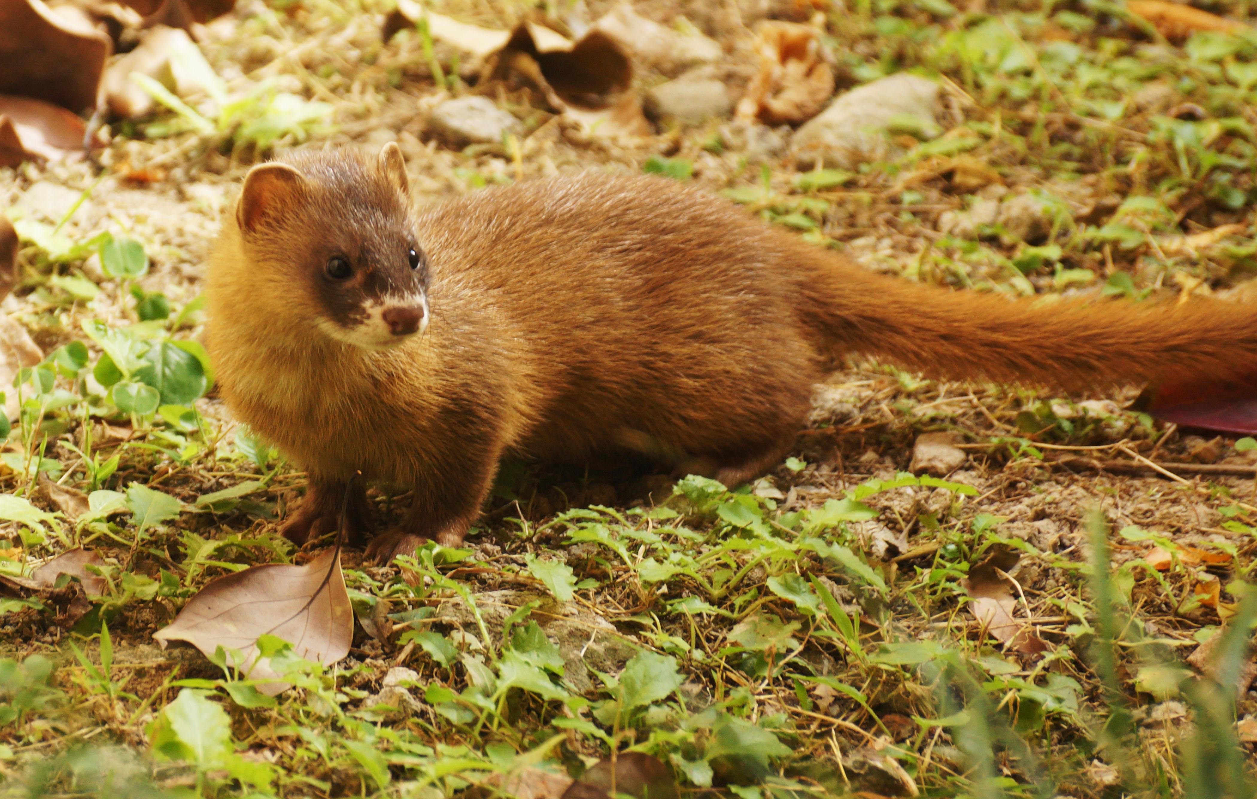 为什么黄鼠狼不能杀科学告诉你,黄鼠狼不能打死有科学依据吗